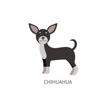 Cute decorative dog of breed Chihuahua of black and white coloring standing flat cartoon vector illustration isolated on white background. Funny purebred puppy pet.のイラスト素材