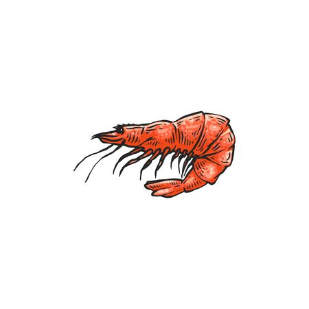 Cartoon shrimp drawing isolated on white background - pink prawn in hand drawn sketch style. Crustacean sea animal from side view - flat vector illustration.のイラスト素材