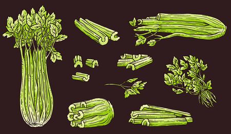 Celery drawing set - green hand drawn vegetable collection in whole, chopped up form. Leaves and stalks isolated on black background - flat vector illustration.のイラスト素材