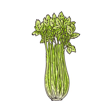 Celery green leaves and stalks vector illustration in sketch doodle style isolated on white background. Vegetarian healthy and spicy food ingredient for diet menu.のイラスト素材