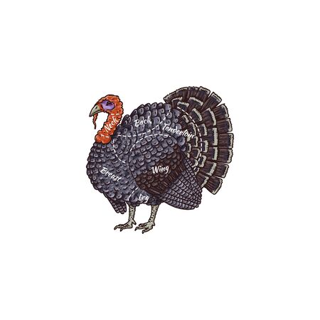 Turkey meat cut names guide for butcher shop or restaurant menu - Thanksgiving farm animal drawing...