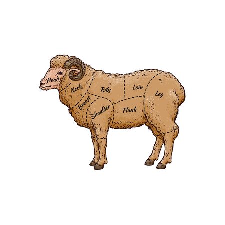 Ram sheep meat cut guide on hand drawn farm animal - brown animal body part butcher scheme with names. Isolated flat vector illustration on white background.のイラスト素材