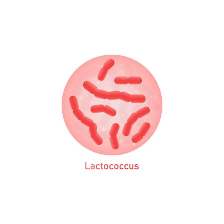 Lactococcus a kind of good milk bacteria or probiotics germs macro view under microscope, vector illustration isolated on white background. Lactic acid culture.のイラスト素材