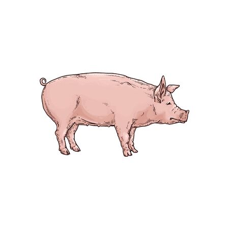 Pink pig or piglet a farm domestic animal character, vector sketch illustration isolated on white background. Pork meat for butcher shop and restaurants menu symbol.のイラスト素材