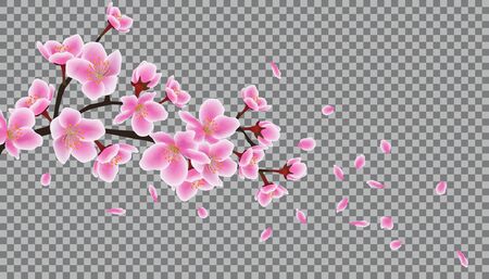 Blossom sakura or cherry branch with falling pink petals vector illustration isolated on transparent background. Spring floral element for seasonal promo and sale banner.のイラスト素材