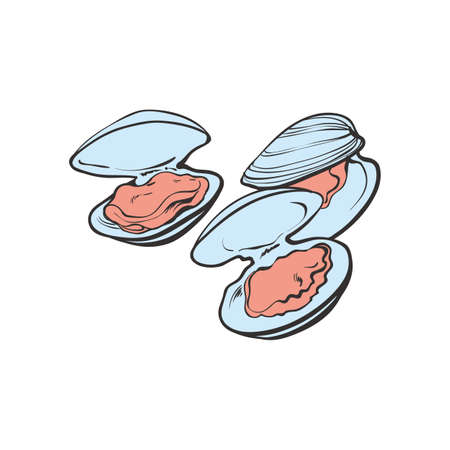 Vector illustration set of open mytilus mussels ready to eat in sketch style. Hand drawn seafood isolated on white background - marine freshly shucked and cooked seashell.のイラスト素材