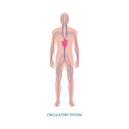 Vector of Human blood circulatory system - ID:1-153582041 - Royalty ...