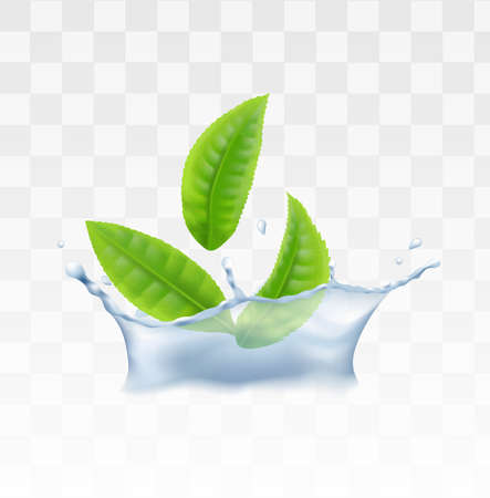Fresh green tea, mint or herbal leaves in water splash, realistic vector illustration isolated on transparent background. Organic tea packaging element template.のイラスト素材