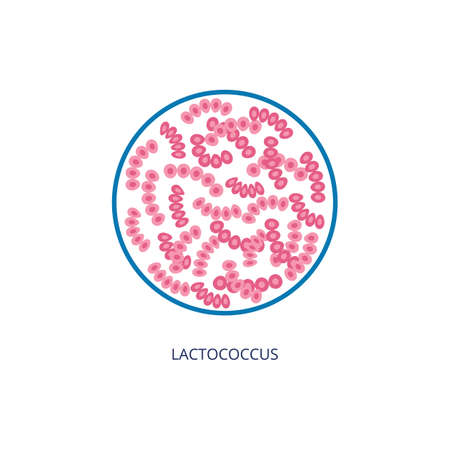Lactococcus bacterias under microscope view, vector illustration isolated on white background....