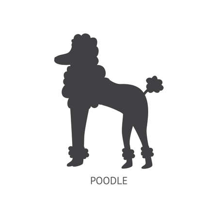 Black poodle dog silhouette isolated on white background - flat elegant outline of fluffy pet animal standing on the floor, hand drawn vector illustrationのイラスト素材
