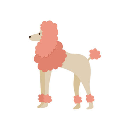 Pink cartoon poodle drawing isolated on white background - flat feminine dog with fluffy fur standing on the ground. Cute domestic animal - vector illustration.のイラスト素材