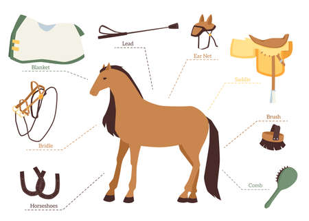 Set of horse care and equestrian ride elements, flat vector illustration isolated on white background. Accessories for care of horse and horse harness.のイラスト素材