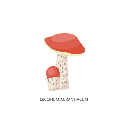 Leccinum aurantiacum mushroom. Forest edible fungus with red cap, organic vegetarian food. Flat cartoon vector illustration isolated on a white background.の写真素材