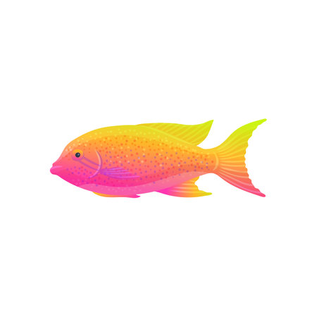 Beautiful tropical fish with pink and yellow color gradient. Colorful sea animal from side view isolated on white background, vector illustration of Caribbean wildlifeのイラスト素材