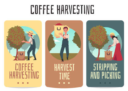 Coffee harvesting cards with farmers picking coffee flat vector illustration.のイラスト素材