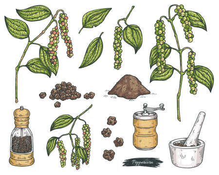 Set of black pepper seeds and grinders, engraving vector illustration isolated.のイラスト素材