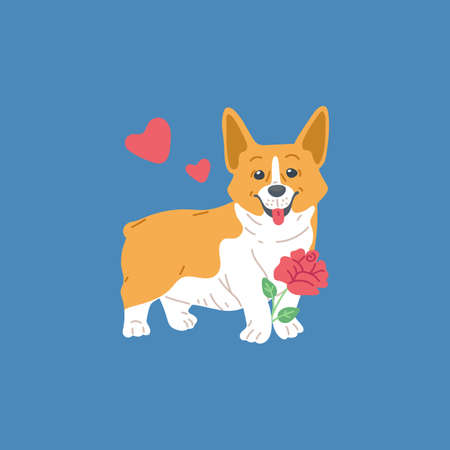 Cute dog Welsh Corgi with rose flower in paws flat vector illustration isolated.のイラスト素材