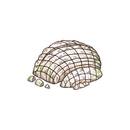 Peeled and chopped half of white onion, hand drawn vector illustration isolated.のイラスト素材