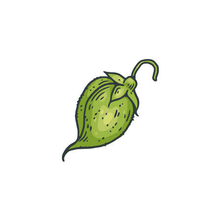 Chickpea legume green pod or seed, engraving vector illustration isolated.のイラスト素材