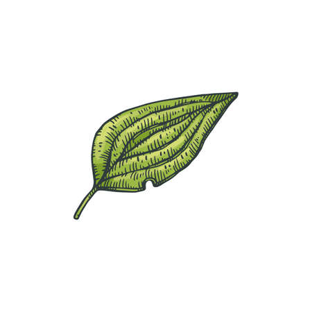Single green leaf of pepper plant, engraving vector illustration isolated.のイラスト素材