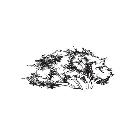 Trees with crowns in wind, monochrome engraving vector illustration isolated.のイラスト素材