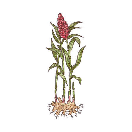 Ginger plant botanical drawing with pink flower, leaves and rootsのイラスト素材