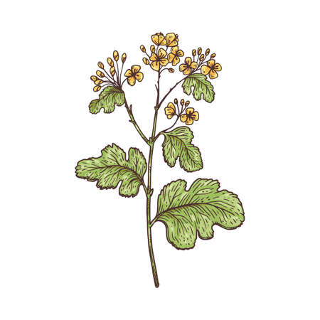 Blooming yellow flowers mustard plant, engraving vector illustration isolated.のイラスト素材