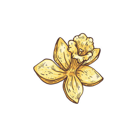 Vanilla yellow blooming flower, hand drawn sketch vector illustration isolated.のイラスト素材