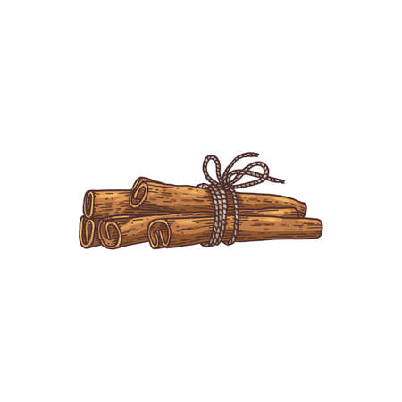 Cinnamon rolled sticks heap, engraving hand drawn vector illustration isolated.のイラスト素材