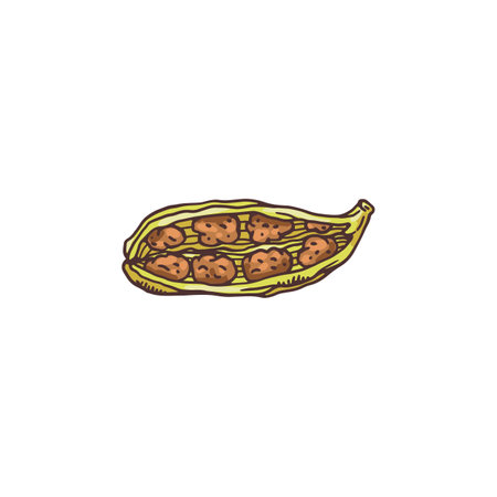 Cardamom pod with brown seeds inside - cartoon drawing of raw spiceのイラスト素材