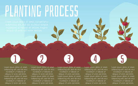 Planting process or growth cycle of tomato plant, flat vector illustration.のイラスト素材