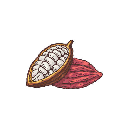 Hand drawn open cocoa bean in vintage ink style, vector illustration isolated.のイラスト素材