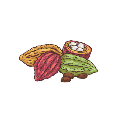 Cocoa beans sketch drawing, colorful chocolate making ingredient plantのイラスト素材