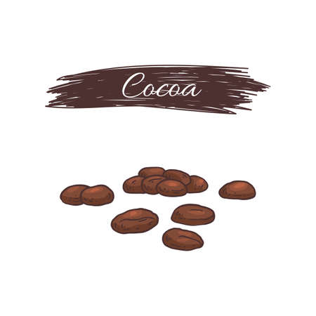 Cocoa seeds in engraving style with inscription, vector illustration isolated.のイラスト素材