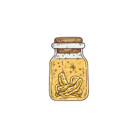 Bottle with tincture of ginseng root, engraving vector illustration isolated.のイラスト素材