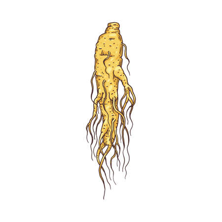 Ginseng root or tuber hand drawn engraving vector illustration isolated.のイラスト素材