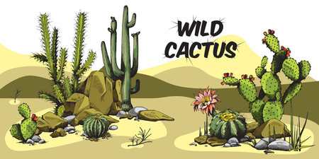 Decorative colorful banner with desert cactuses engraving vector illustration.のイラスト素材
