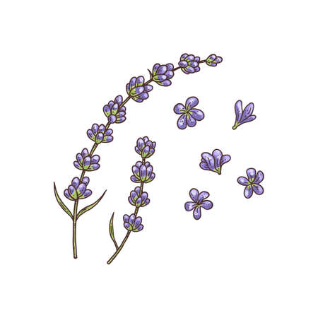 Bundle of lavender flowers and branches, engraving vector illustration isolated.のイラスト素材