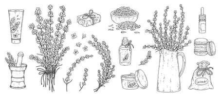 Lavender set - branches, flowers, seeds, herb tea and cosmetic elements.のイラスト素材