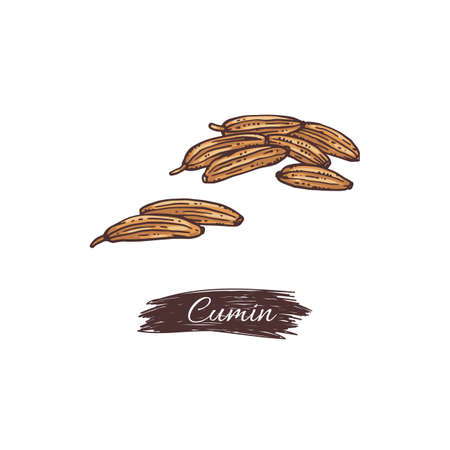 Natural herbal spice dried cumin seeds for cooking food a vector illustration.のイラスト素材