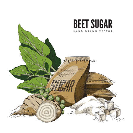 Color hand-drawn vector illustration of sugar beet with bag of sugar and lump sugar.のイラスト素材