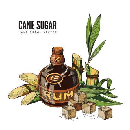 Vector color hand drawn design of poster with cane sugar advertise.のイラスト素材