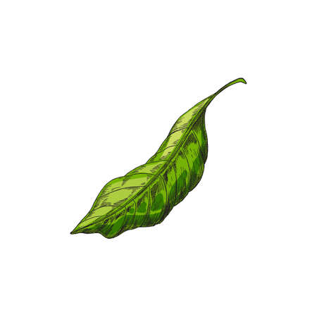 Green single cocoa leaf in realistic vintage style vector illustration.のイラスト素材