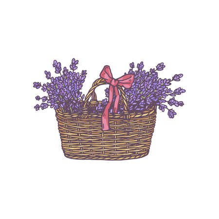 Basket with lavender flowers bouquets, hand drawn vector illustration isolated.のイラスト素材