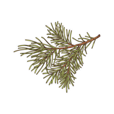 Lush green spruce branch with needles in realistic style vector illustrationのイラスト素材
