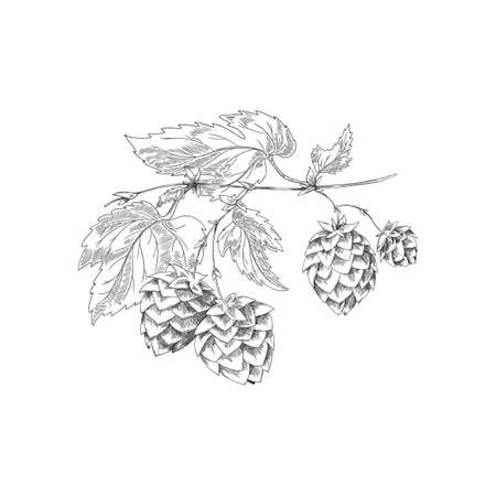 Fresh sprig or twig of hop, hand drawn monochrome vector illustration isolated.のイラスト素材