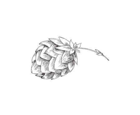 Hand drawn beer hop cone, engraving etched vector illustration isolated.のイラスト素材