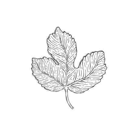 Single leaf of fig tree in hand drawn etched style vector illustration isolated.のイラスト素材