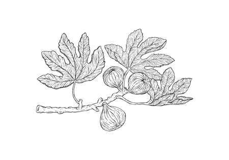 Fig tree branch with hanging fruit, engraving vector illustration isolated.のイラスト素材