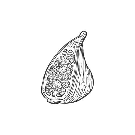 Monochrome drawing of fig fruit cut in half vector illustration isolated.のイラスト素材